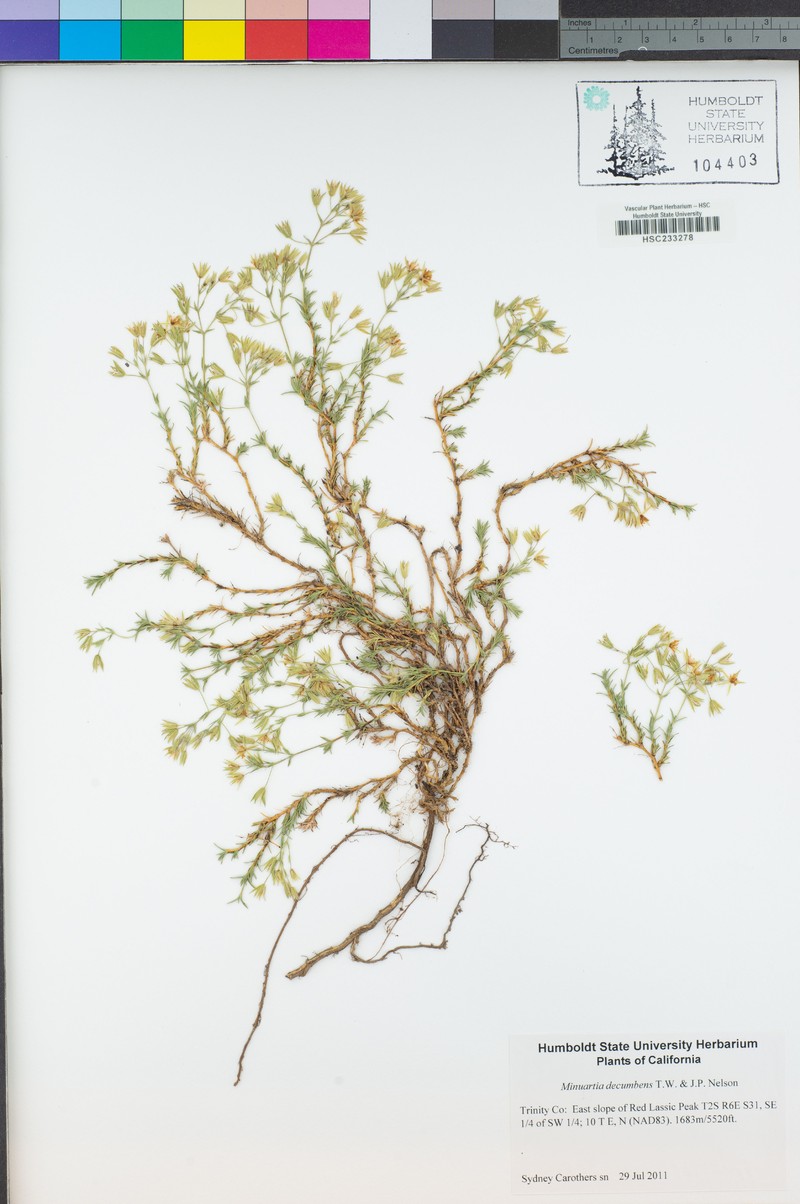 Lassicus Stitchwort photo 4