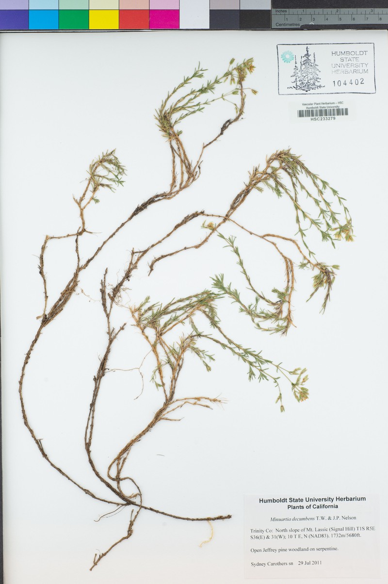 Lassicus Stitchwort photo 5