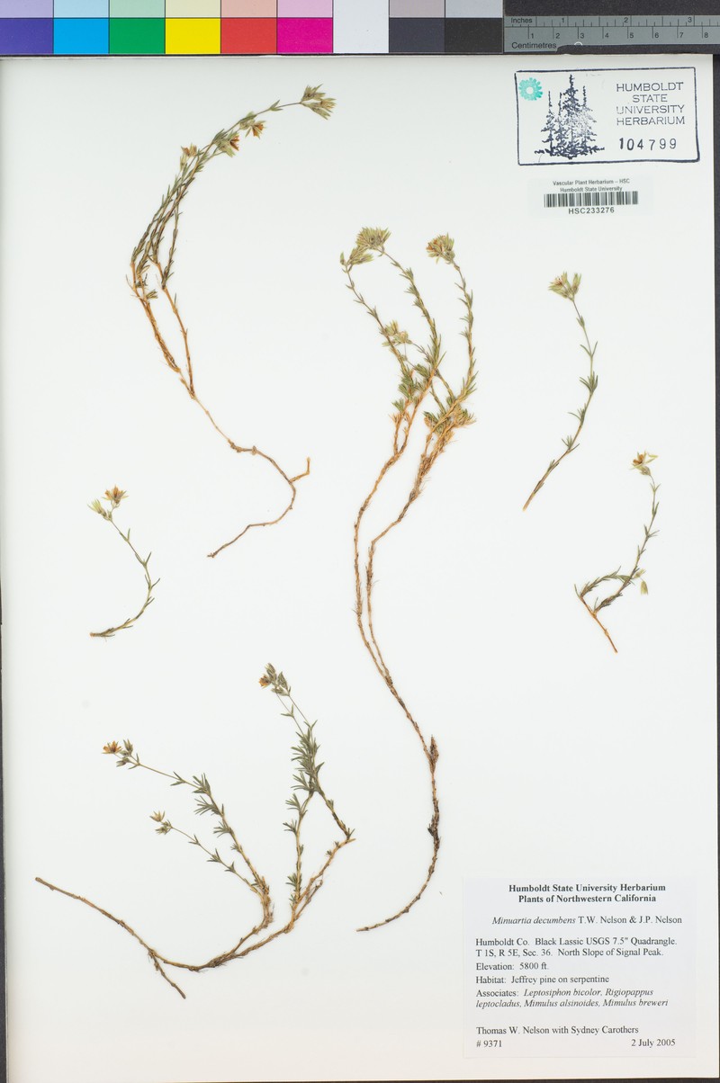 Lassicus Stitchwort photo 6