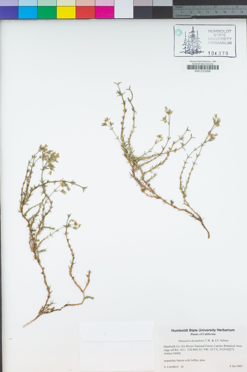 Lassicus Stitchwort photo 8