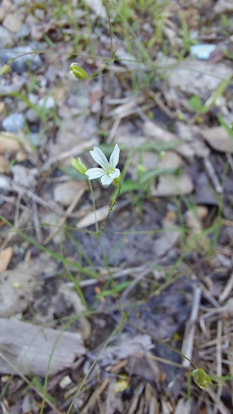 Sabulina diffusa