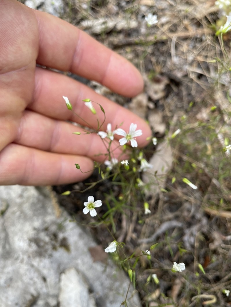 Sabulina diffusa photo 2