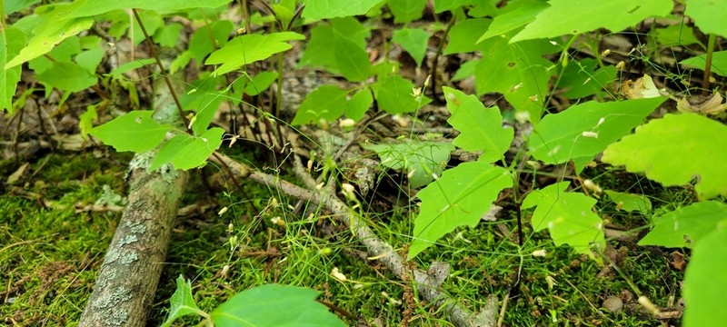 Sabulina diffusa photo 3