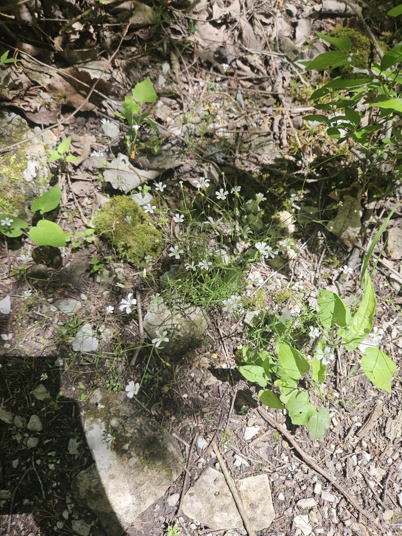 Sabulina diffusa photo 5