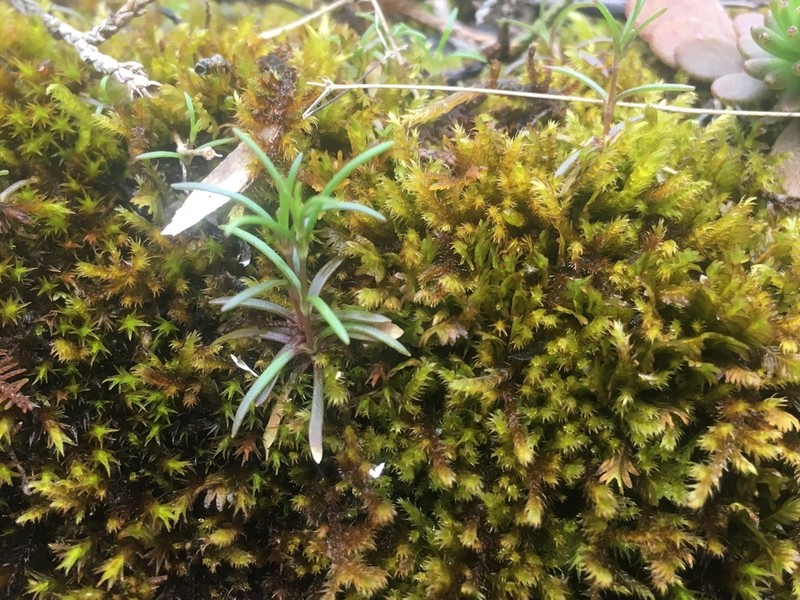 Sabulina diffusa photo 6
