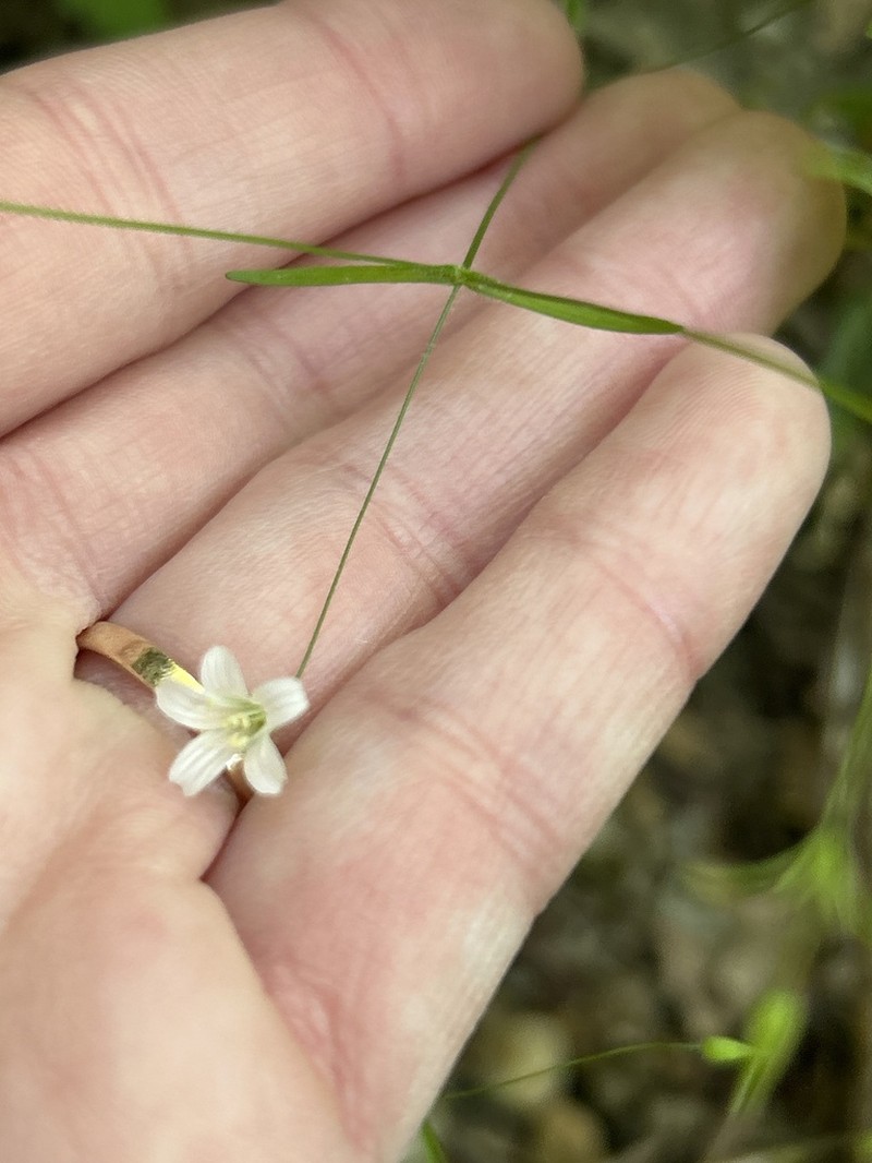 Sabulina diffusa photo 8