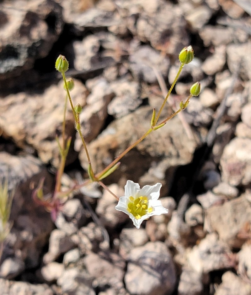 Douglas' Stitchwort photo 2