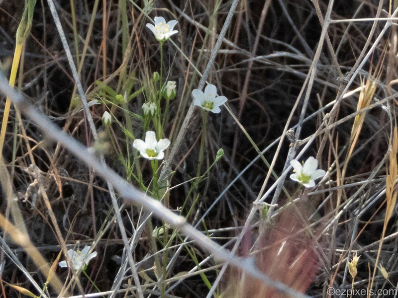 Douglas' Stitchwort photo 3