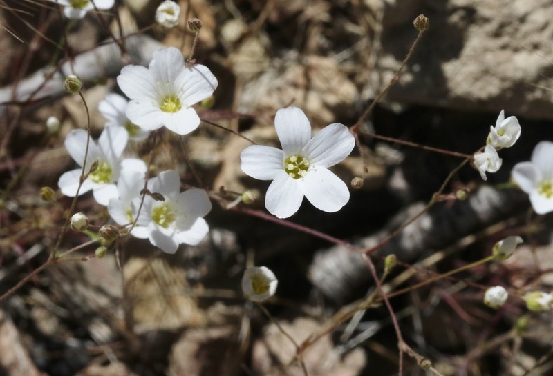 Douglas' Stitchwort photo 4