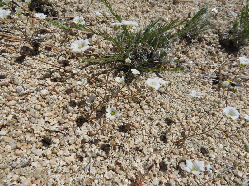 Douglas' Stitchwort photo 5