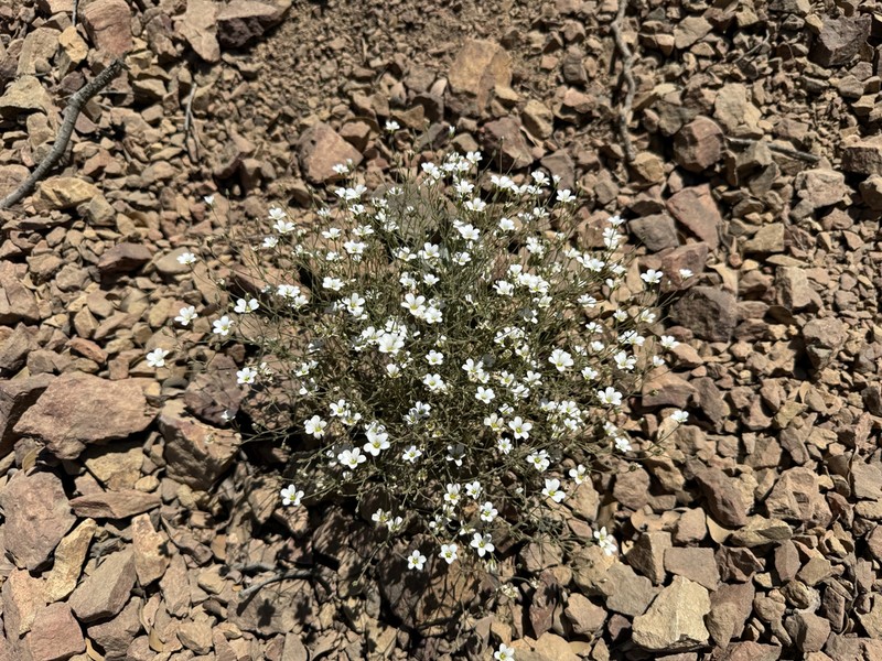 Douglas' Stitchwort photo 7