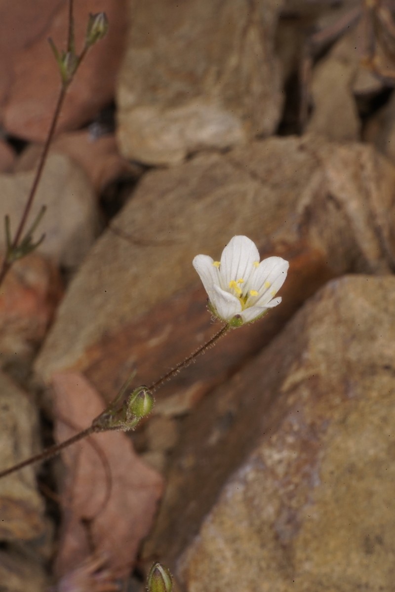 Douglas' Stitchwort photo 8