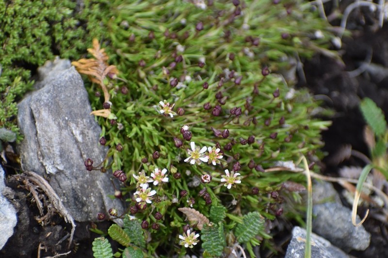 Elegant Stitchwort photo 2
