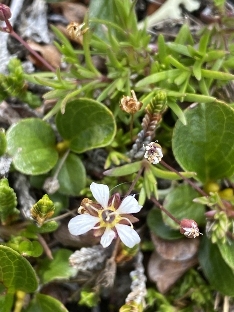 Elegant Stitchwort photo 3