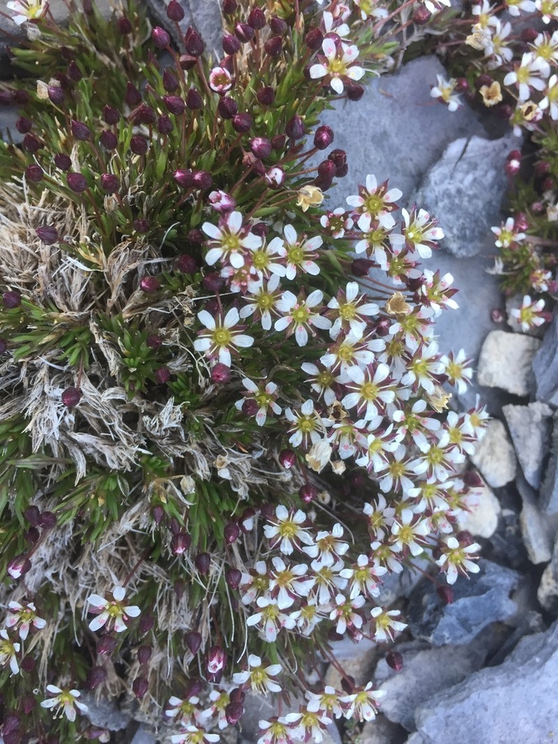 Elegant Stitchwort photo 5