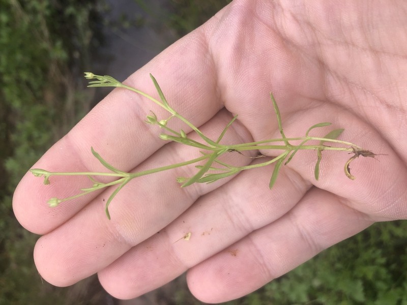 American Water Starwort