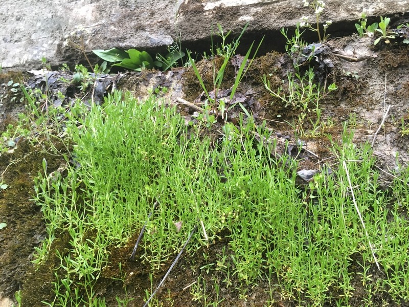 American Water Starwort photo 2