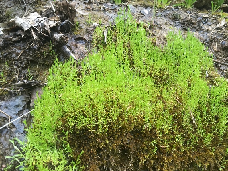American Water Starwort photo 3