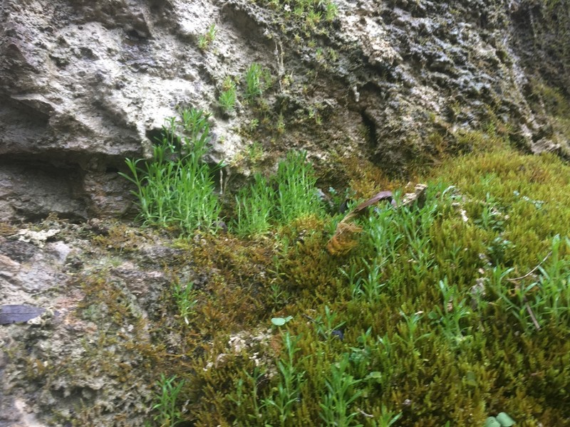 American Water Starwort photo 4
