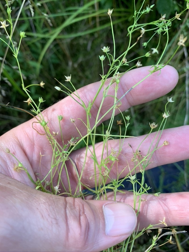 American Water Starwort photo 5