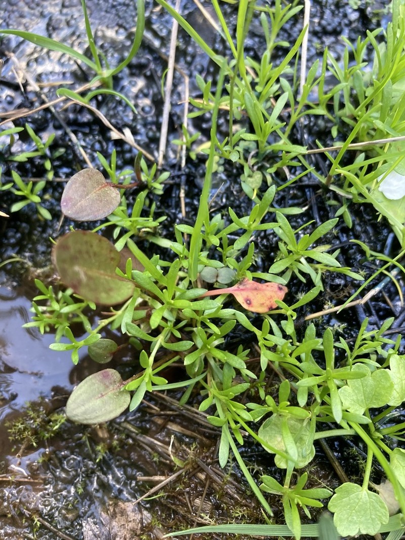 American Water Starwort photo 6