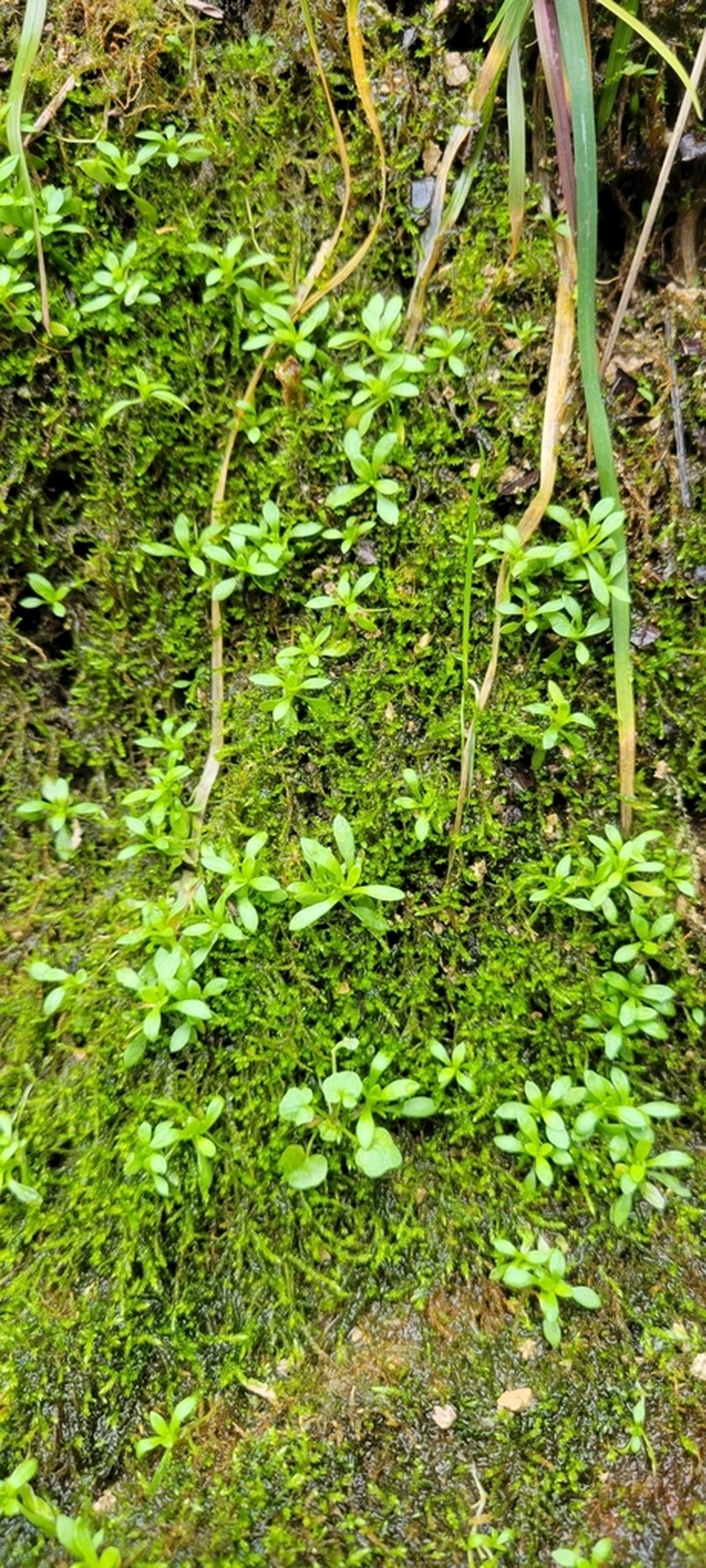 American Water Starwort photo 7