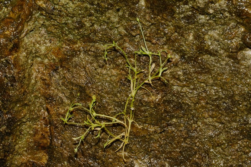 American Water Starwort photo 8