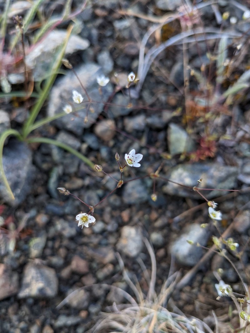 Howell's Stitchwort