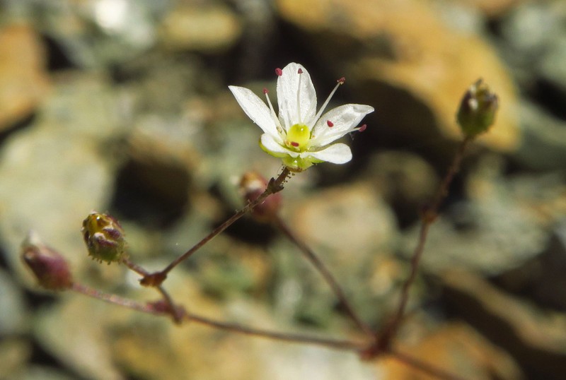 Howell's Stitchwort photo 3
