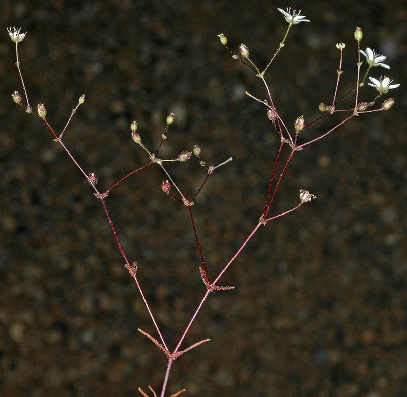 Howell's Stitchwort photo 4