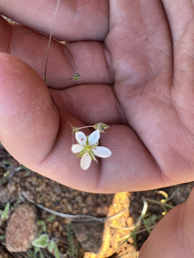Howell's Stitchwort photo 5