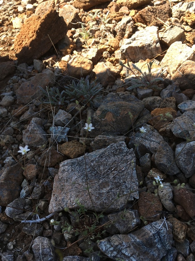 Howell's Stitchwort photo 7