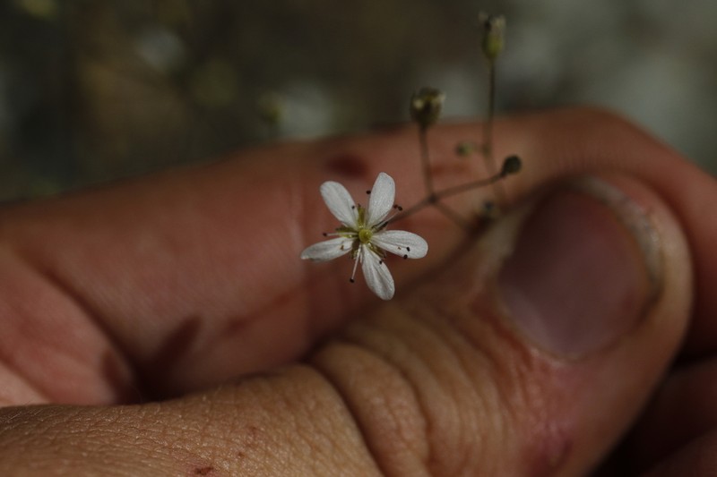 Howell's Stitchwort photo 8