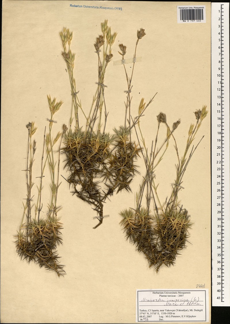 Sabulina juniperina subsp. juniperina