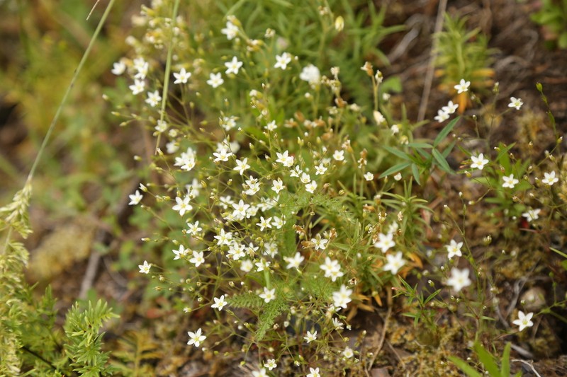 Slender Stitchwort