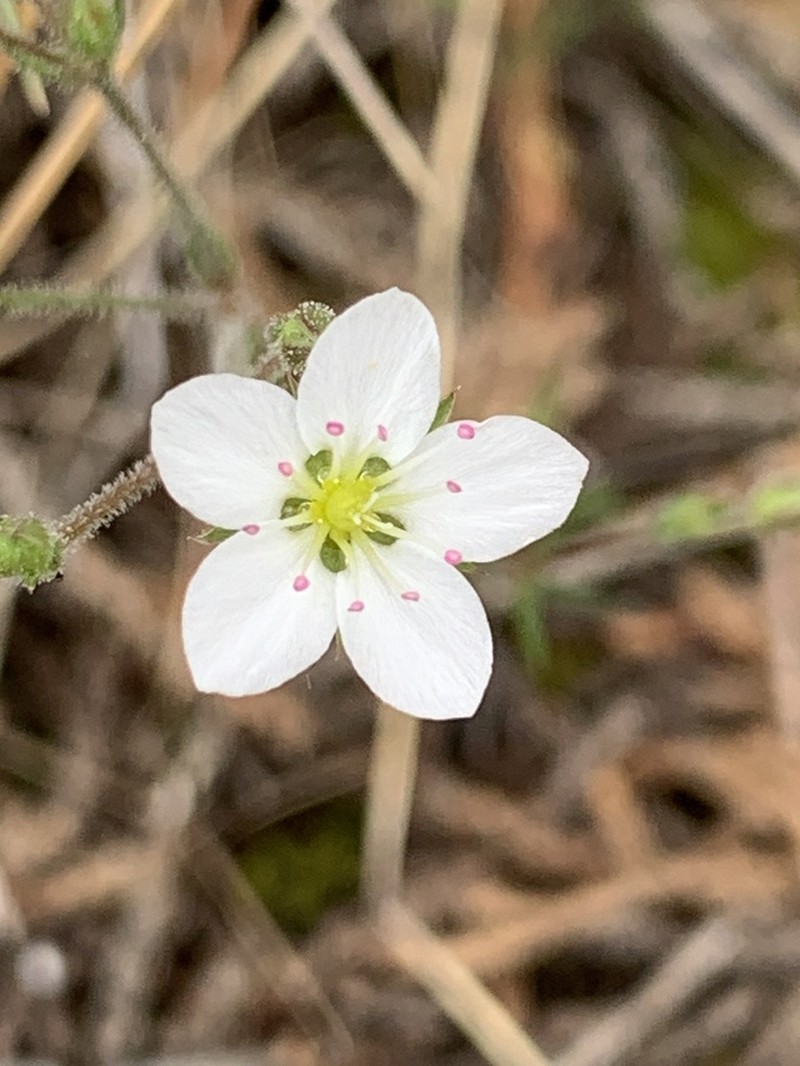 Slender Stitchwort photo 2