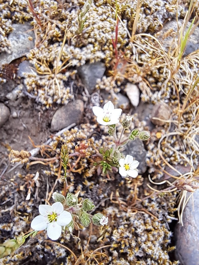 Slender Stitchwort photo 3