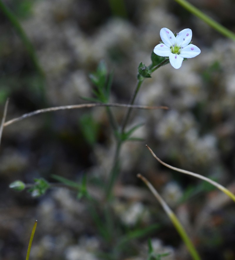 Slender Stitchwort photo 6