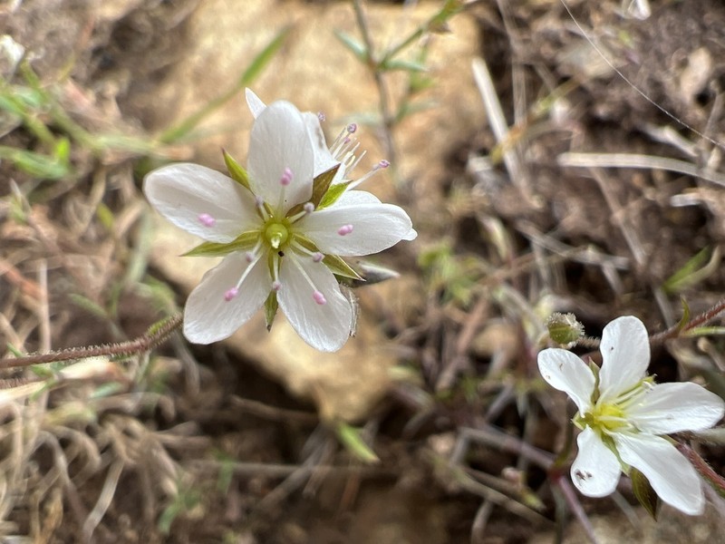 Slender Stitchwort photo 7