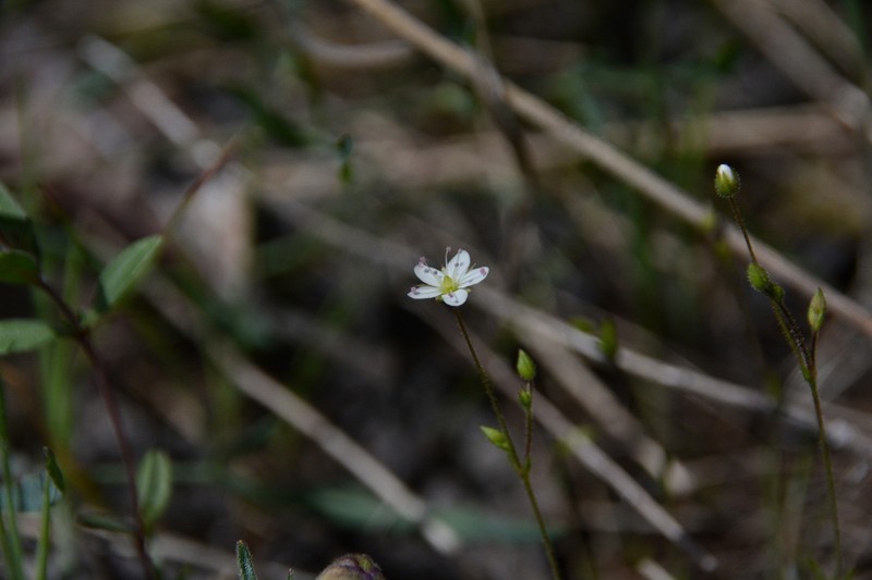 Slender Stitchwort photo 8