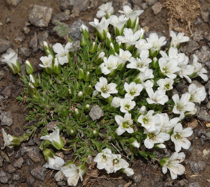 Threadbranch Stitchwort photo 3