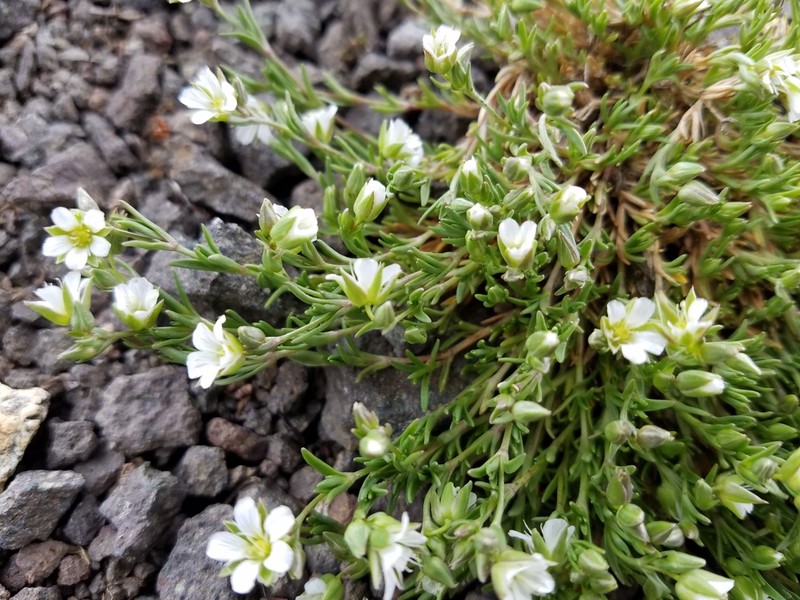 Threadbranch Stitchwort photo 5