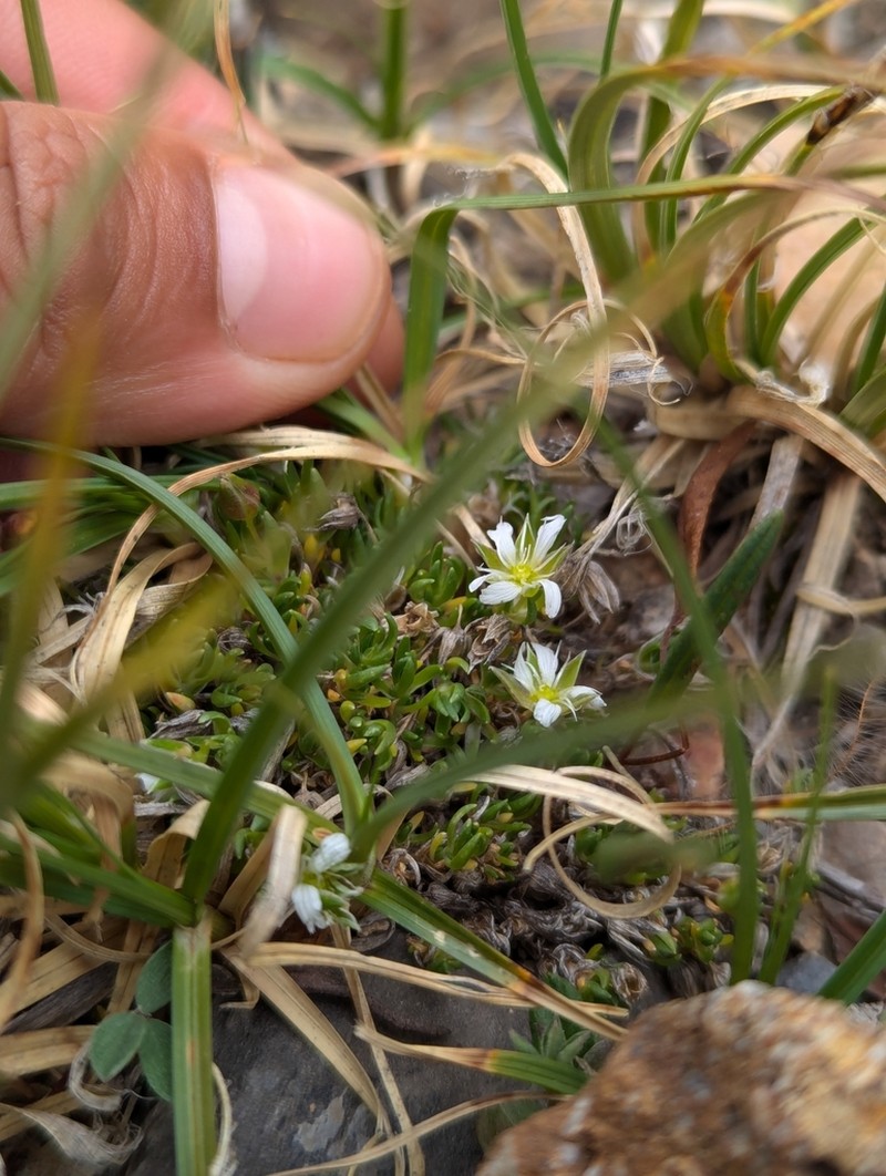 Threadbranch Stitchwort photo 6