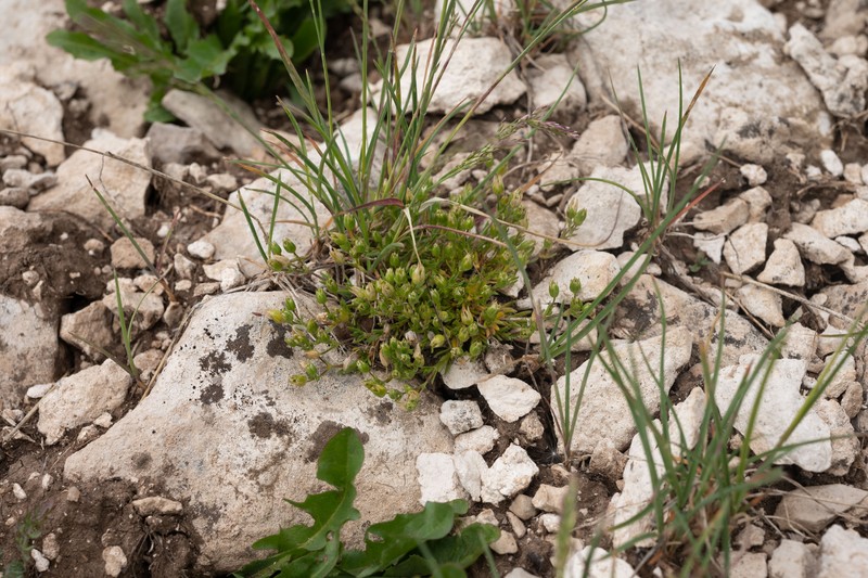 Threadbranch Stitchwort photo 7