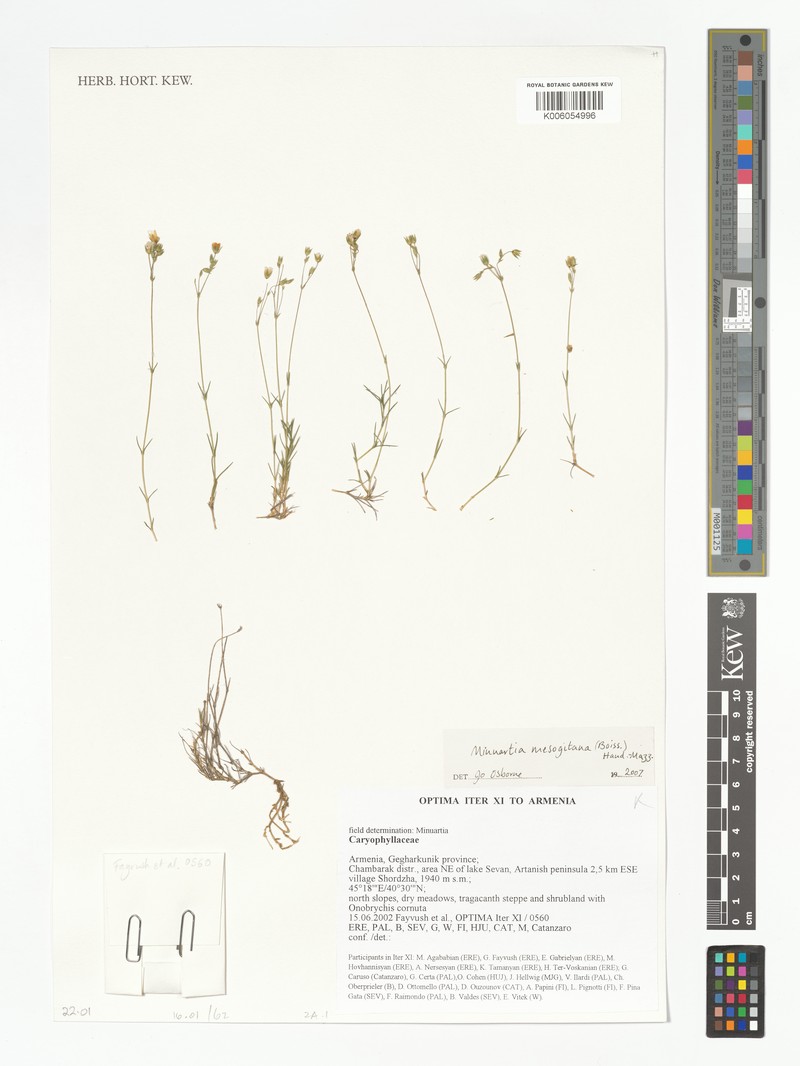 Sabulina mesogitana subsp. mesogitana