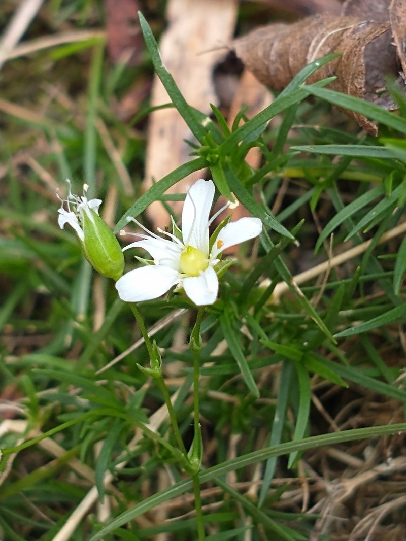 Michaux's Stitchwort