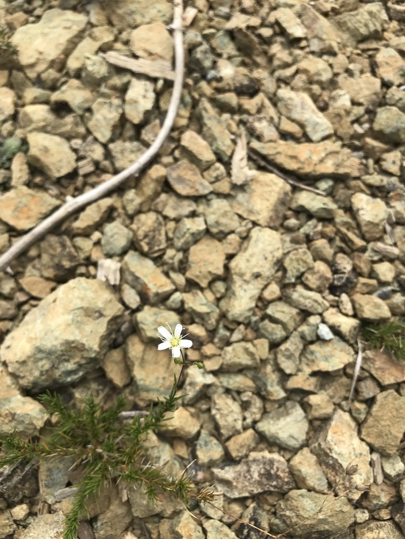 Michaux's Stitchwort photo 2
