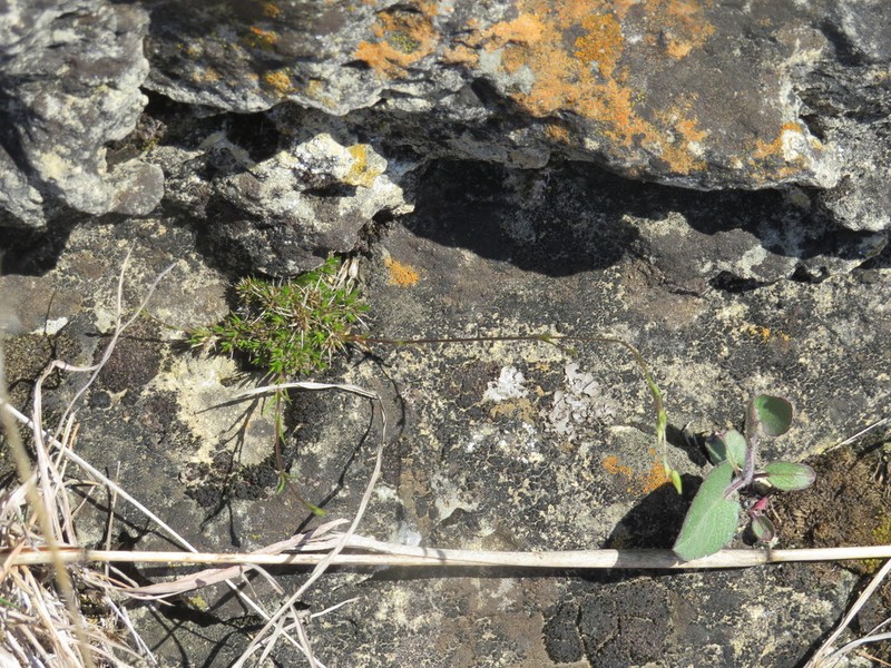 Michaux's Stitchwort photo 4