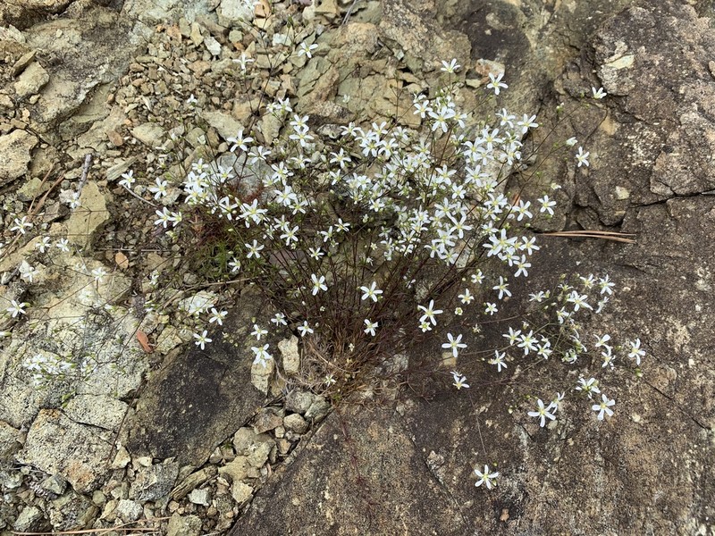 Michaux's Stitchwort photo 5
