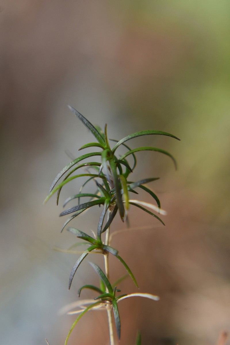 Michaux's Stitchwort photo 6
